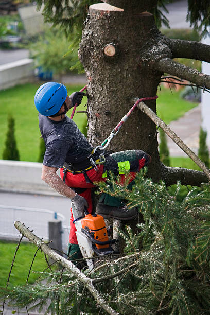 Trusted Angels, CA  Tree Services Experts